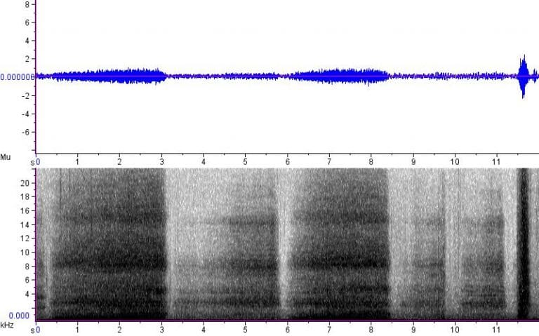 Snouted Cobra Sonogram