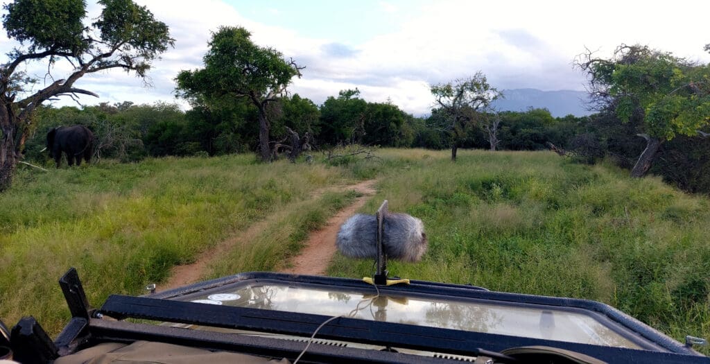 Sound Safari Drive