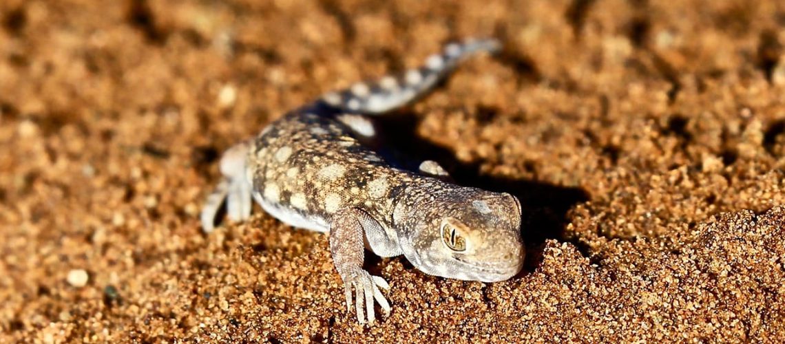 Recording Barking Gecko