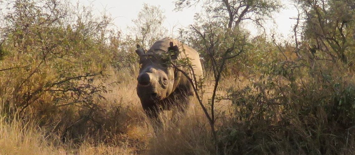 Black Rhino