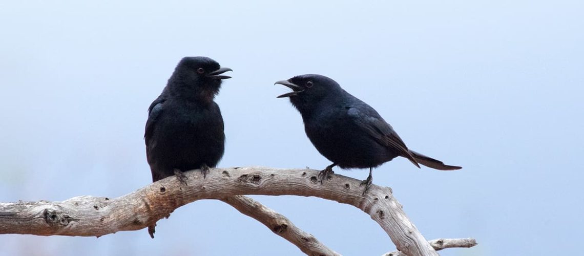 Fork-tailed Drongo