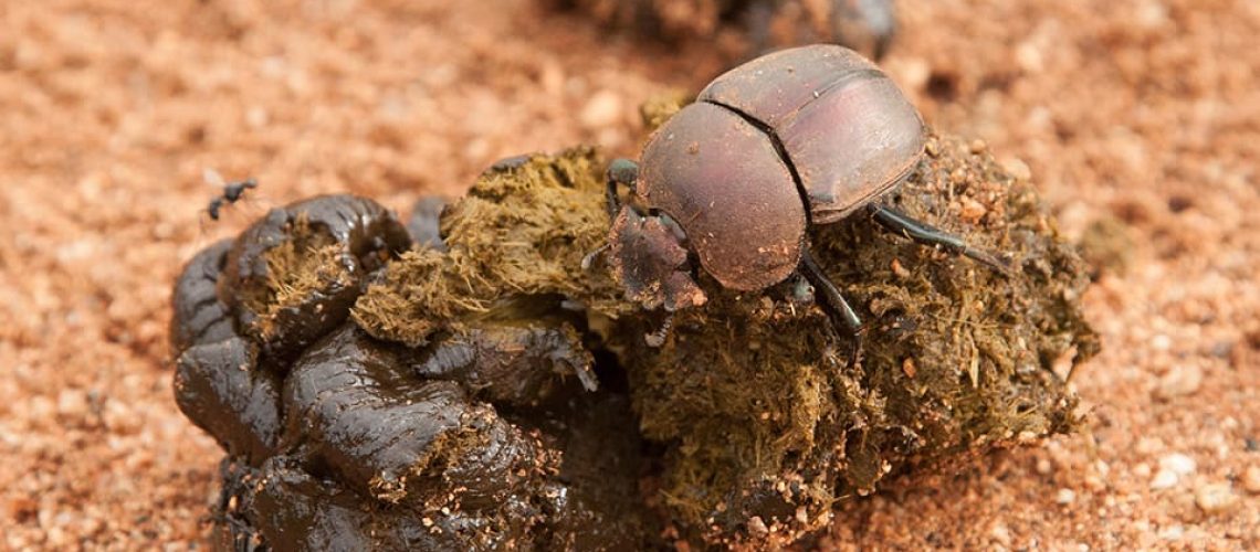 Dung Beetle