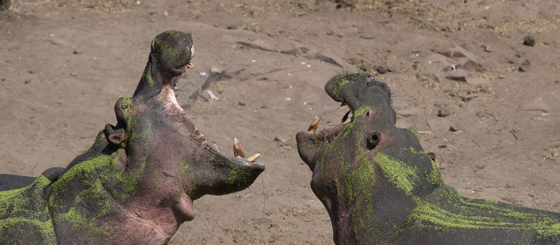 Hippo Yawning