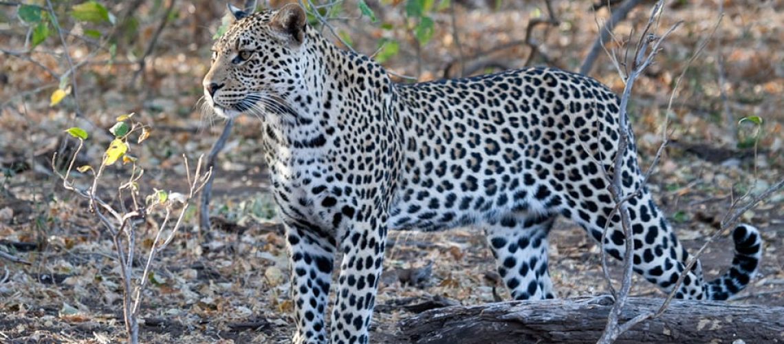 Leopard