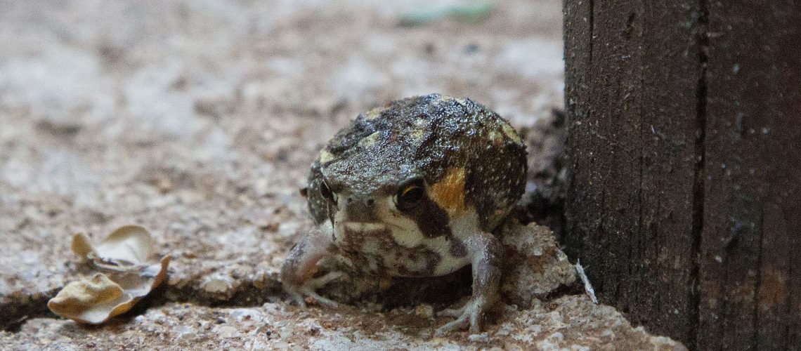 Ventriloquial Frog